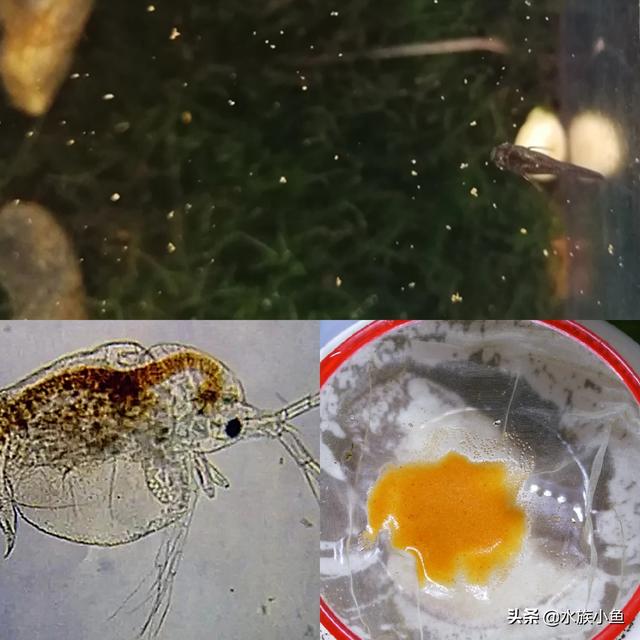凤尾鱼的养殖方法与注意事项:凤尾鱼的养殖方法是什么？ 凤尾鱼的养殖方法和注意事项有哪些