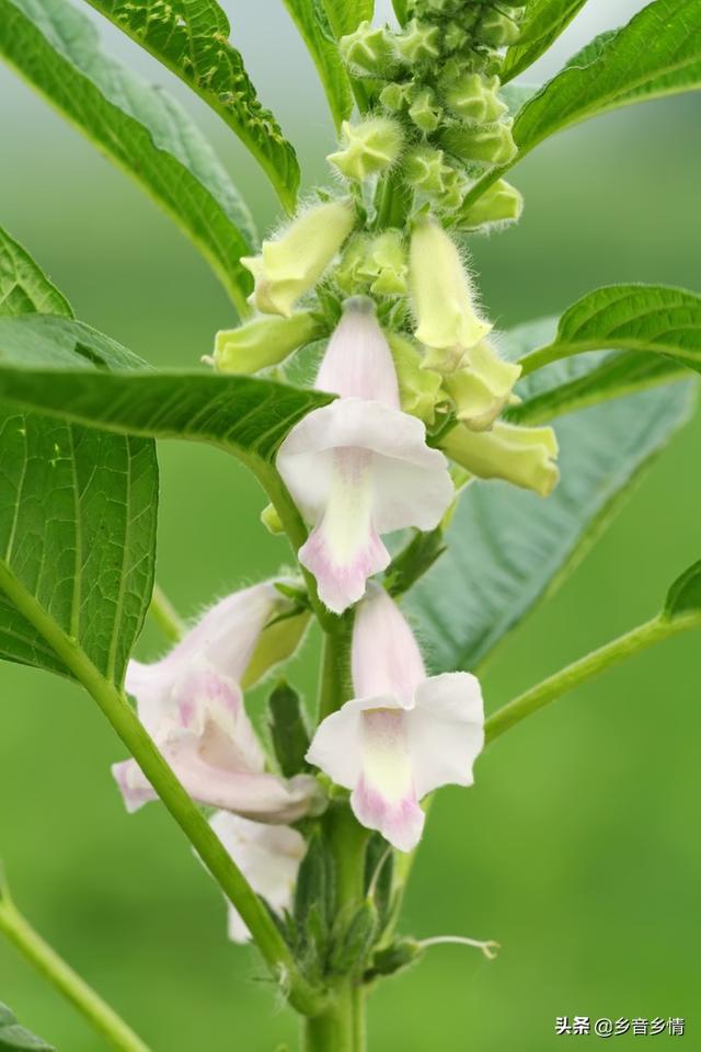 芝麻适合在什么环境种植？种植技术要点有哪些？