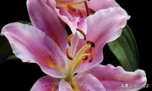 花叶万年青 有毒:什么植物晚上不能放卧室？绿萝可以放吗？