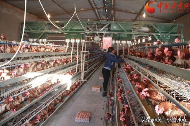 凶兽饲养手册:凶兽饲养手册txt全集 新建一个养鸡场你应该怎么做？