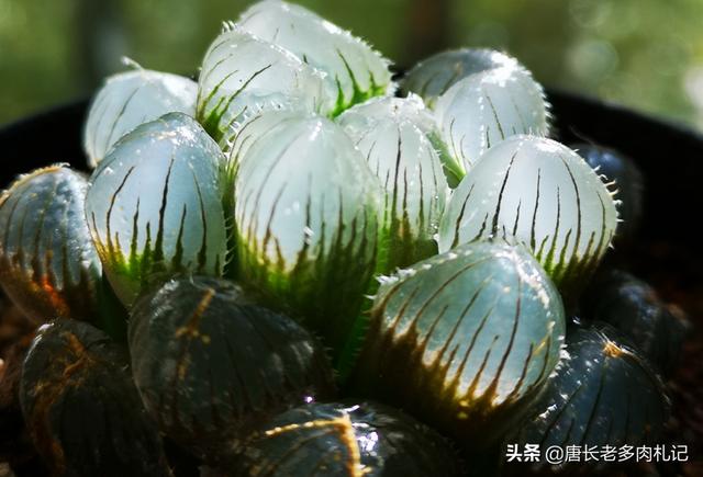 条纹十二卷 是芦荟吗:十二卷跟芦荟一样吗 淘米水可以直接用来浇芦荟吗？