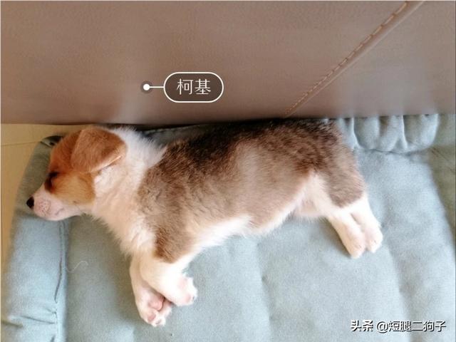 柯基幼犬:柯基犬的习性和喂养要点？