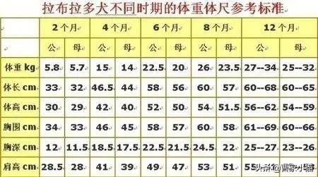 头条问答 - 拉布拉多可以养到多胖?(13个回答)