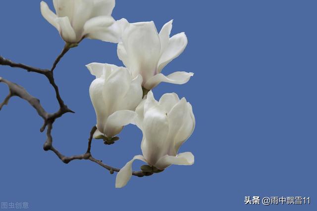 紫玉兰船舶:紫玉兰船舶昨晚靠连云港 家里种的玉兰三年了都没开花什么原因？