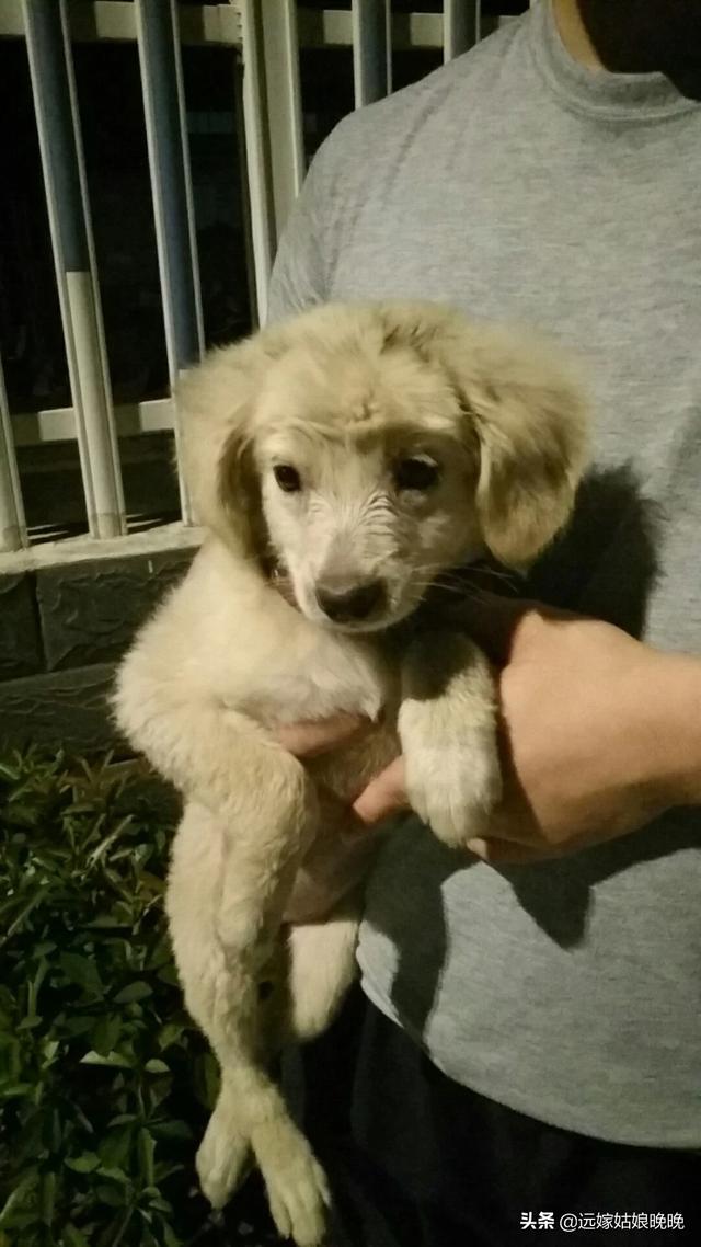 幼狗的狗粮怎么喂:幼狗狗粮怎么选 捡到的好小的小奶狗怎么养，在线等？