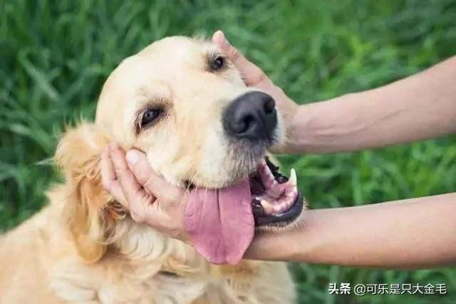 缉毒犬偷吃薯条:养狗一年后，你都得到了什么？