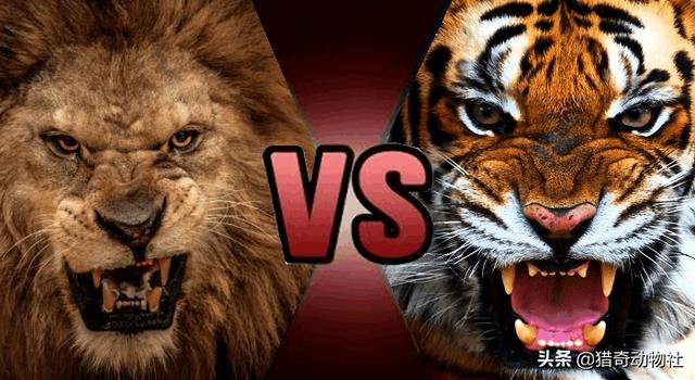 三个月狮头藏獒与老虎打架:土耳其的虎杀狮事件，是不是说明老虎确实比狮子厉害？