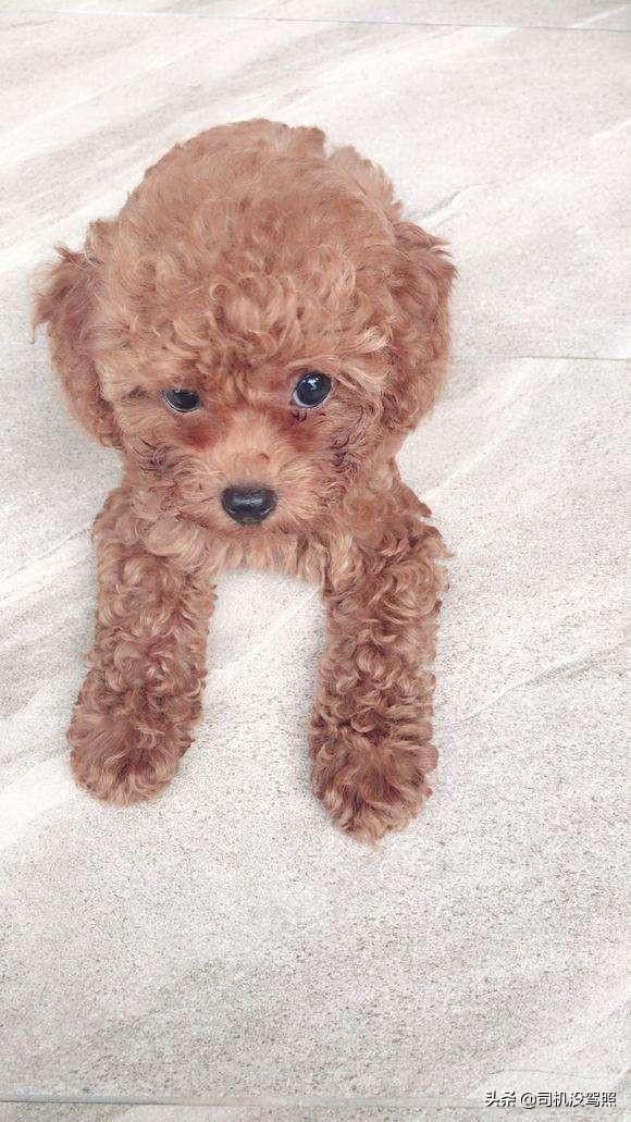 女生为什么不能养泰迪事情:说说你们家里养的泰迪犬，都害怕做什么事情？