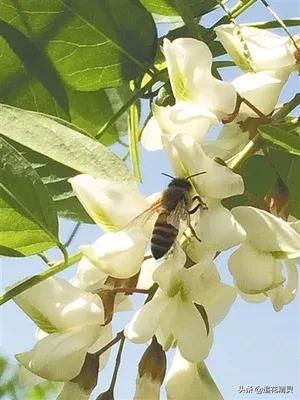 蜜蜂具有什么的能力 ，蜜蜂基因如何被用来提高它们的生存能力？