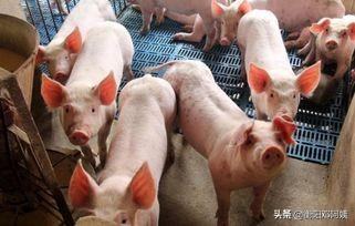 跟公司合作养猪,也就是合同猪挣钱吗,要注意一些什么？
