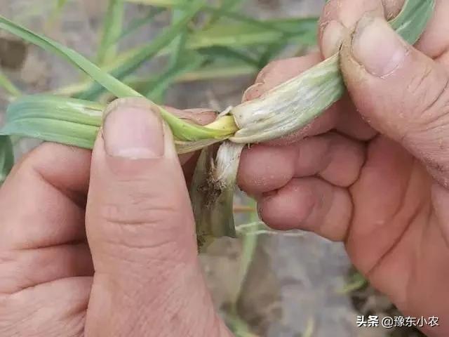 苞芽子真菌性皮肤病:地里的玉米全是灰苞，是土壤缺什么元素吗？