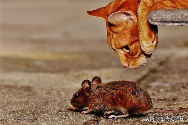 猫捉老鼠酷跑:猫抓到老鼠后，不是直接吃掉，而是玩耍，为什么老鼠不敢跑呢？ 猫捉老鼠超级玛丽版视频
