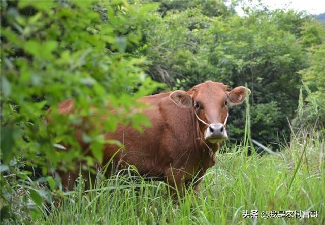 科学养牛知识:农民种草养牛，如何才能取得成功？