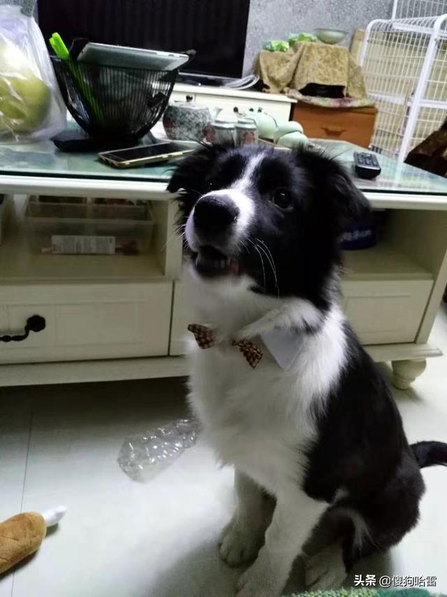 小比熊什么时候换毛:狗狗第一次换毛需要多长时间，注意什么？