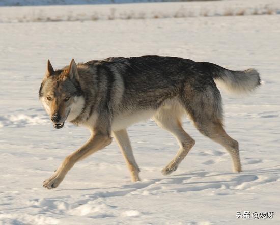 小捷克狼犬没那么贵吧:世界上纯种的捷克狼犬还多吗？有何依据？