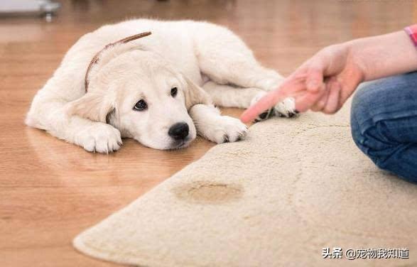 踢狗游戏大厅下载:经常打狗狗会有哪些后果？