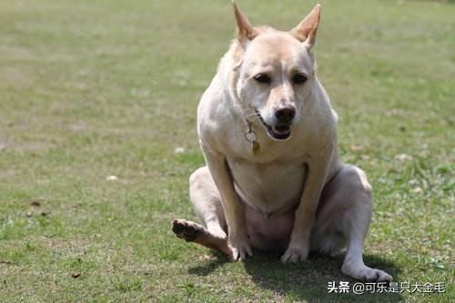可爱宠物狗视频大全:哪些品种狗狗养起来比较难？