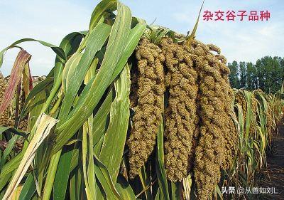 巨型水稻种子哪里有卖，超级水稻的种子在哪儿有卖的