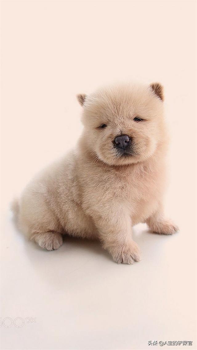 一个月大的蝴蝶犬好养吗:一个月大的小奶狗怎么养活？