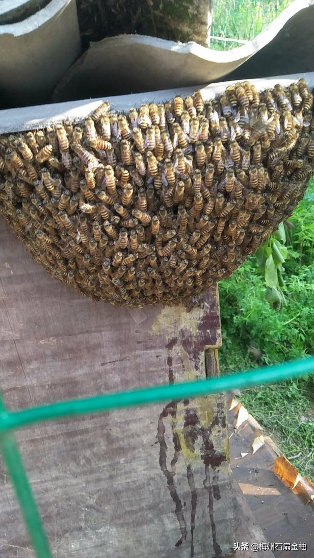 蜜蜂的生活习性:你养过蜜蜂吗？你觉得蜜蜂好养吗？