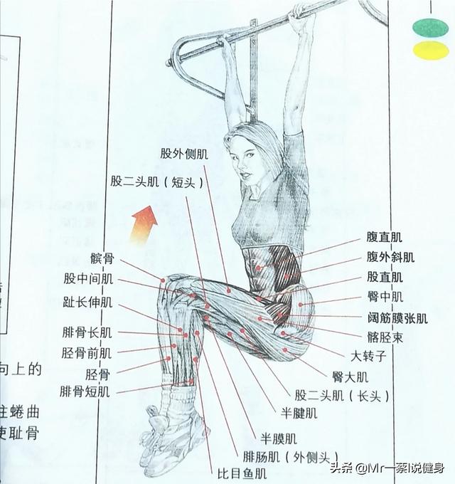 端腹的标准动作的好处，悬垂举腿的好处有哪些，如何从零开始掌握悬垂举腿