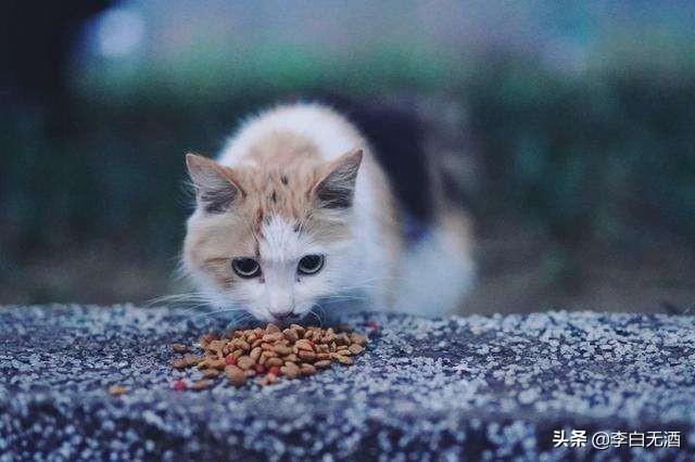 短尾猫能不能养:家里养只美国短毛猫好不好？