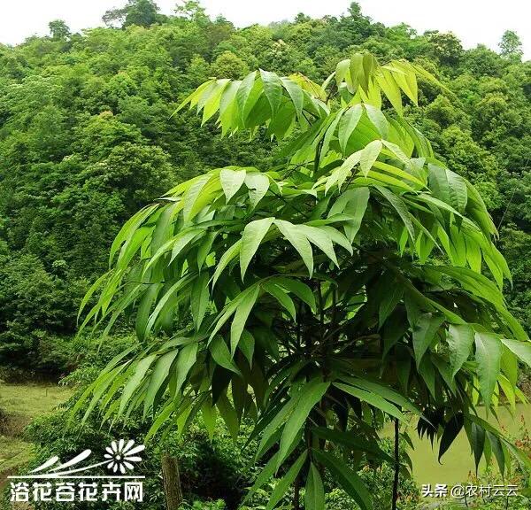 安第斯山猫可以养殖吗:海拔1200米左右的高山上适合种植什么蔬菜、树木和药材？