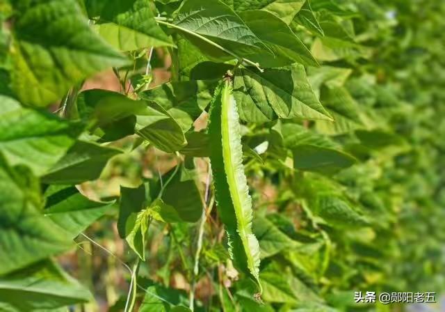 悟空问答 四棱豆播种如何田间管理 13个回答