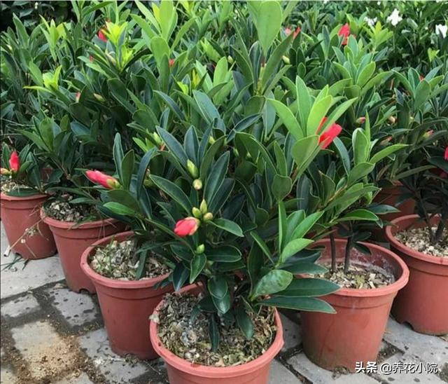四季杜鹃花夏天怎么养:杜鹃花多久开一次花？花期会受外界因素影响吗？