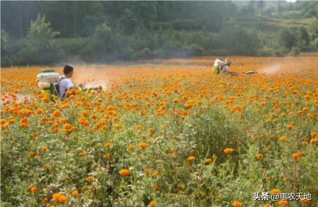 金盏菊图片:万寿菊在北方有着大面积种植，如何种出高产万寿菊？