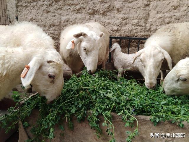 红腹锦鸡养殖前景愁卖:打算在老家投资蛋鸡养殖，前景怎样？