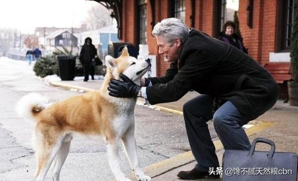 秋田犬好养吗知乎:秋田犬为什么被禁养 忠犬八公秋田犬为什么这么少人饲养？不受大家欢迎的原因是什么？