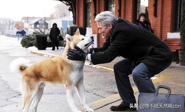 忠犬八公是什么狗1002忠犬八公是什么狗:忠犬八公秋田犬为什么这么少人饲养？不受大家欢迎的原因是什么？