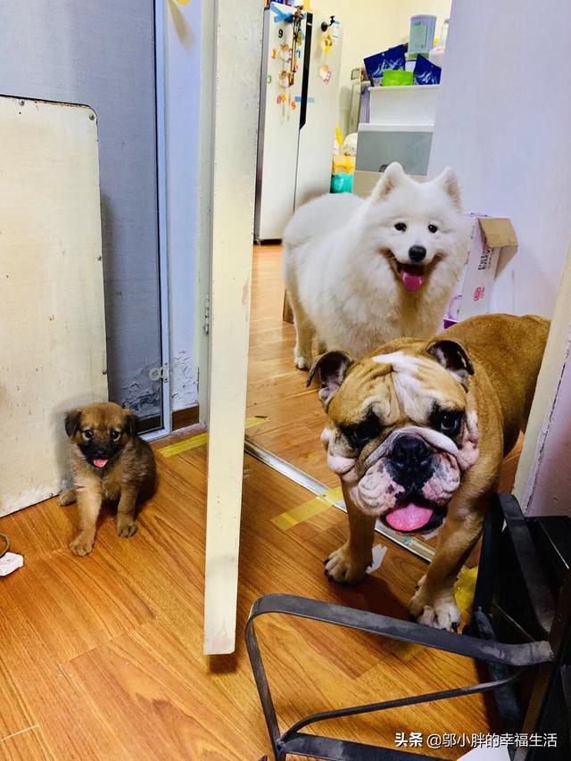 赛维洛犬菌清好不好:为什么有些人说，养贵宾犬别养公的，究竟有什么不好？