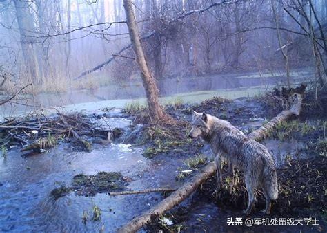 普通田鼠:请问切尔诺贝利里的动物为何能抵抗辐射存活下来？