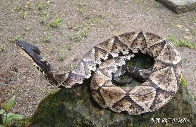 被黑色乌苏里蝮蛇咬了怎么办:夏天在农村野外被蛇咬了怎么办？