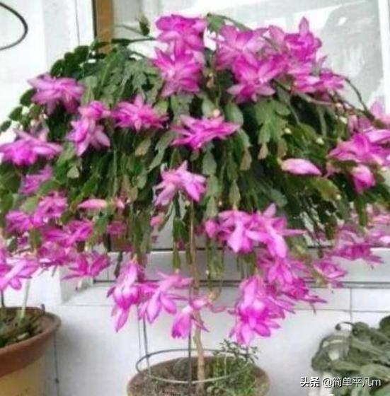 嫁接的假昙花好还是原生:叶仙嫁接蟹爪兰有休眠期吗？