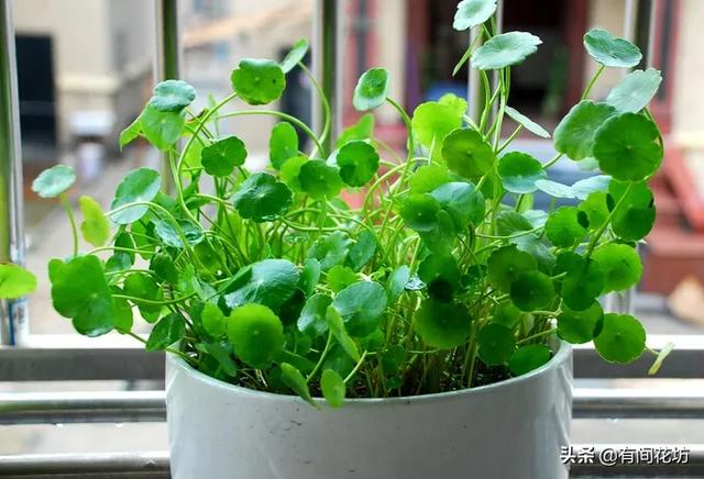 铜钱草的养殖方法和注意事项:夏天养铜钱草，为什么养着养着就叶子就蔫了？