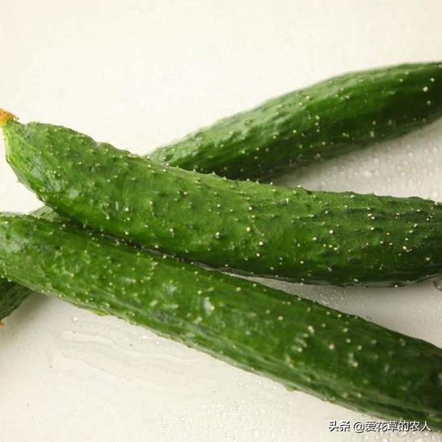 绝育黄瓜会开花吗:黄瓜开花多结瓜少或是不结瓜是什么原因？