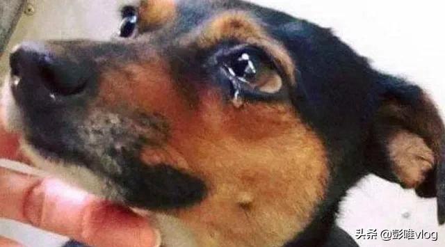 世界上最悲伤的狗图片:在农村晚上明明没人打狗，为何狗狗却哭的很伤心？