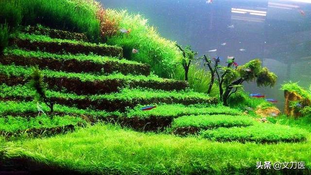 60cm鱼缸造景图片:60鱼缸造景图片大全 家里有个100*60*40的超白鱼缸，有好的造景方案吗？