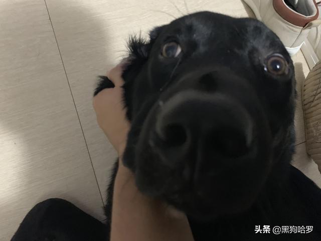 厦门狗狗哪里打疫苗:给刚买的狗狗打狂犬疫苗去哪里打呢？