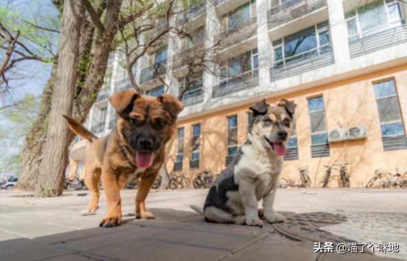 浙江板凳狗:西安女子被狗咬28天后死亡，是狂犬疫苗没用吗？ 浙江板凳狗图片大全