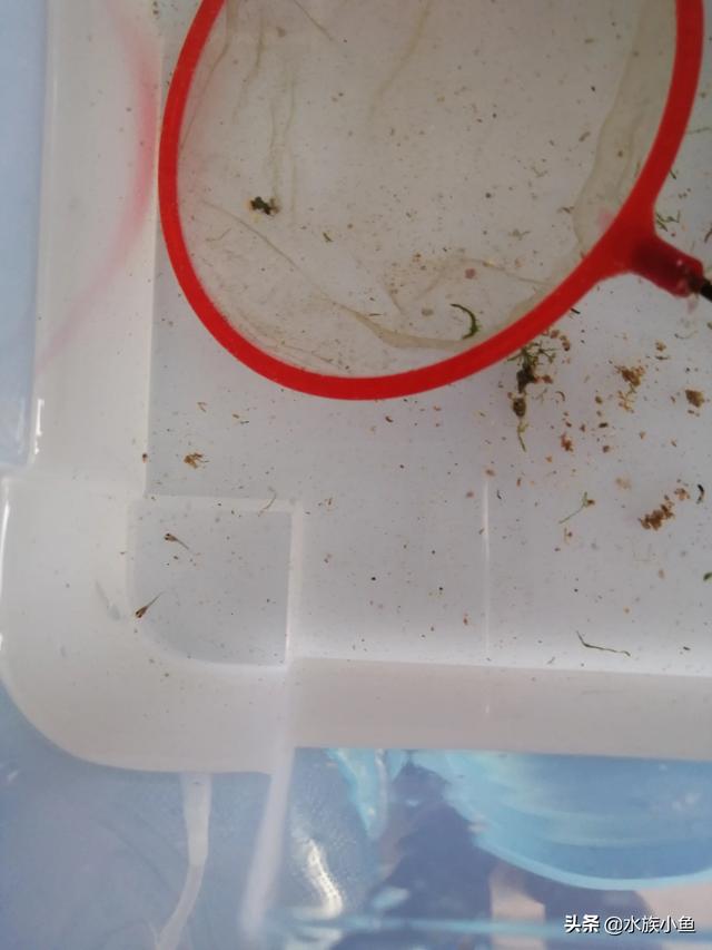 凤尾鱼的养殖方法与注意事项:凤尾鱼的养殖方法是什么？ 凤尾鱼的养殖方法和注意事项有哪些