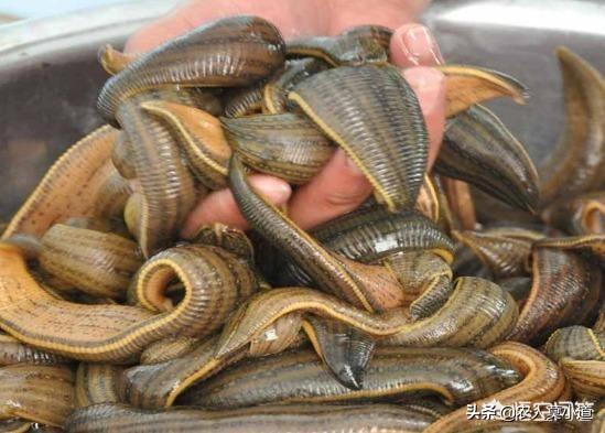 蚂蝗吃什么比自己大的螺吗:水蛭容易养殖吗？水蛭和蚂蝗有区别没？市场前景好吗？