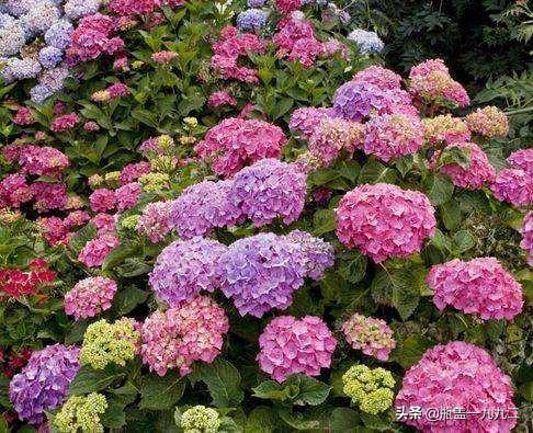 木绣球 八仙花:八仙花倒盆后怎么就蔫了？