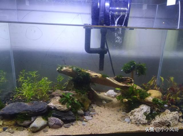水妖精是什么:吸便器水妖精铺底沙的鱼缸可以用吗？要注意什么？