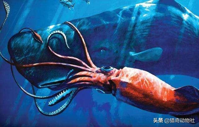 火焰乌贼的相关视频:大王酸浆鱿和大王乌贼谁更大？它们真的吃抹香鲸吗？