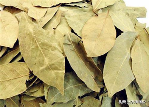 香叶树在陕西,河南能栽种吗?-生活百科