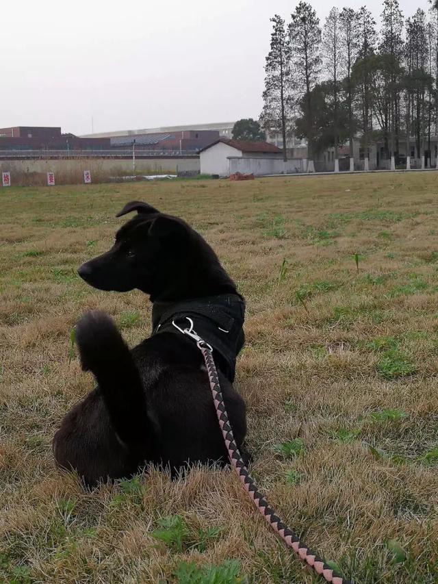 中国土狗视频:都说中华田园犬才是最好的狗，是真的嘛，有什么依据呢？